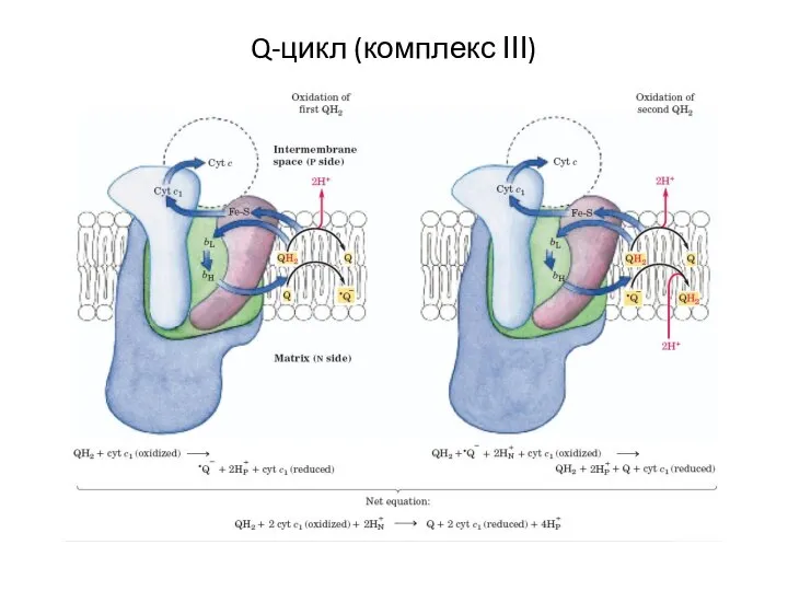 Q-цикл (комплекс ІІІ)