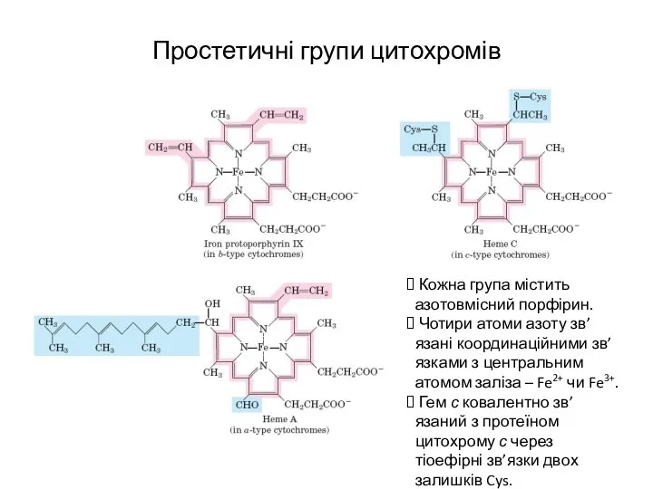 Простетичні групи цитохромів Кожна група містить азотовмісний порфірин. Чотири атоми азоту