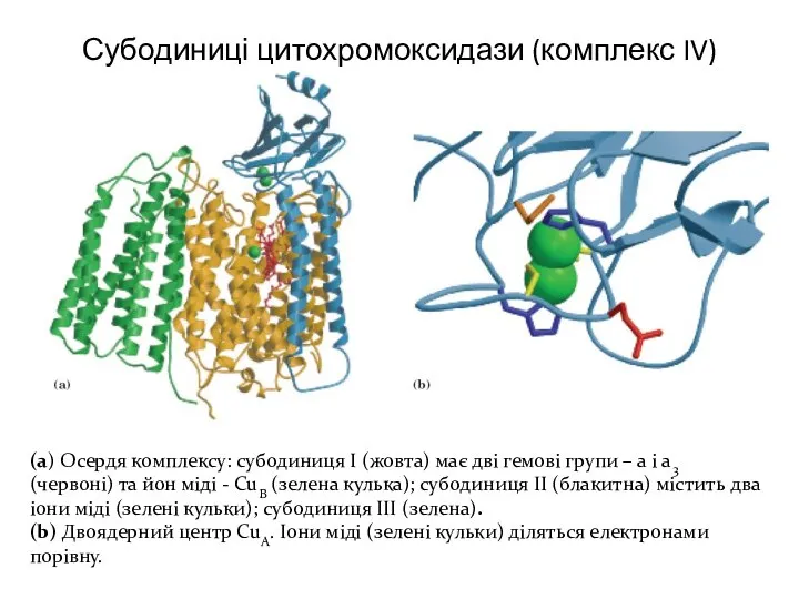 Субодиниці цитохромоксидази (комплекс IV) (а) Осердя комплексу: субодиниця І (жовта) має