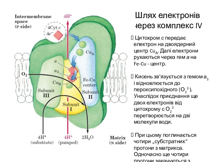 Шлях електронів через комплекс IV Цитохром с передає електрон на двоядерний