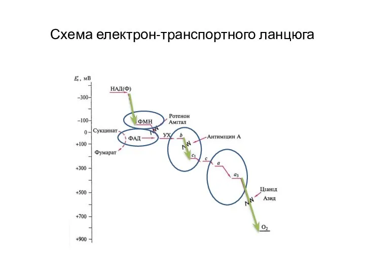 Схема електрон-транспортного ланцюга