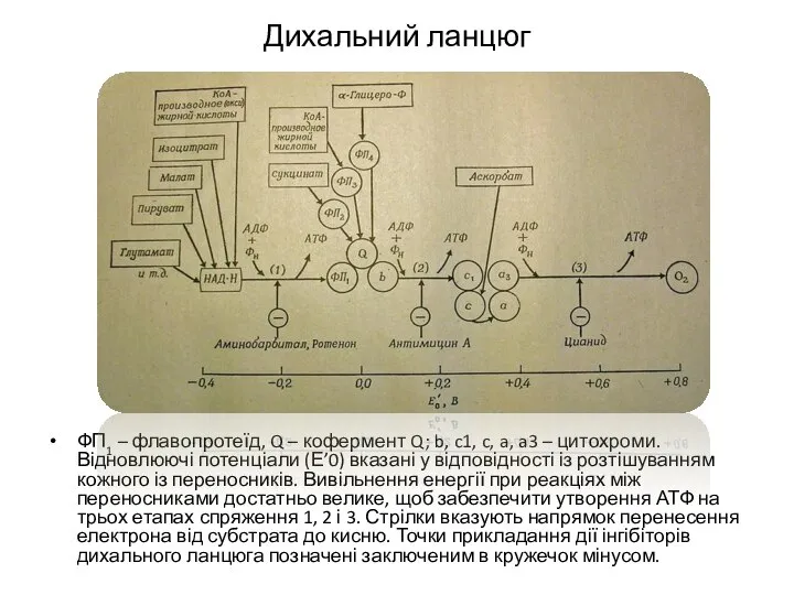 Дихальний ланцюг ФП1 – флавопротеїд, Q – кофермент Q; b, c1,