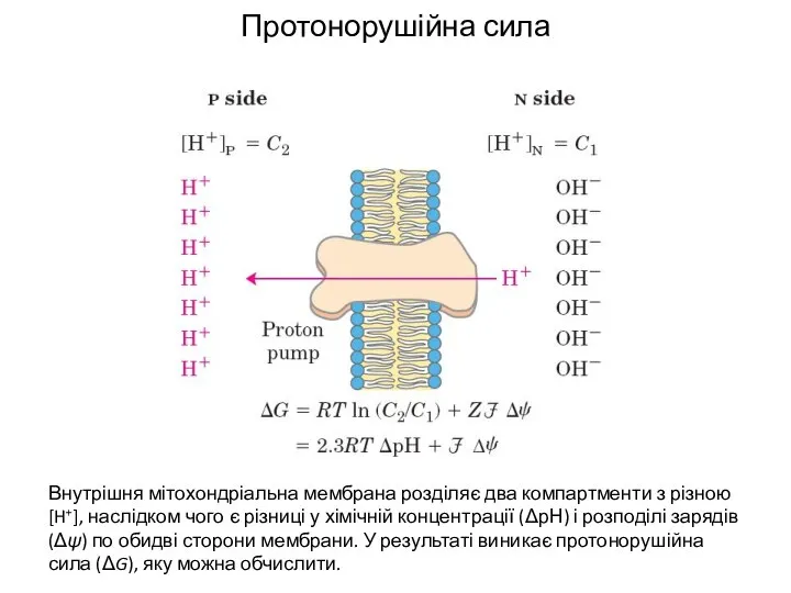 Протонорушійна сила Внутрішня мітохондріальна мембрана розділяє два компартменти з різною [H+],