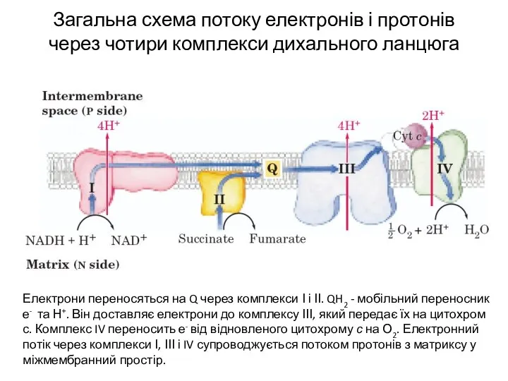 Загальна схема потоку електронів і протонів через чотири комплекси дихального ланцюга