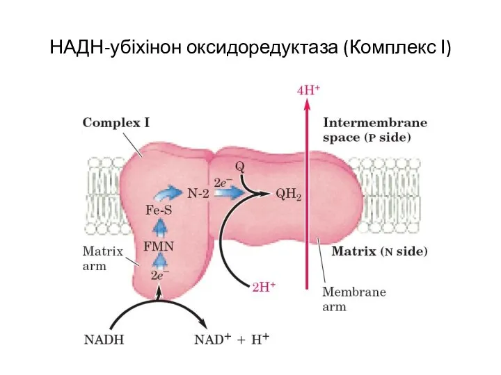 НАДН-убіхінон оксидоредуктаза (Комплекс І)
