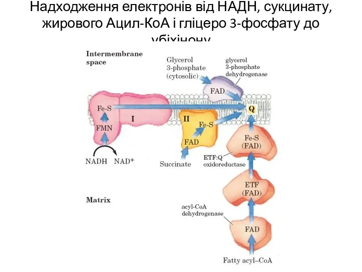 Надходження електронів від НАДН, сукцинату, жирового Ацил-КоА і гліцеро 3-фосфату до убіхінону