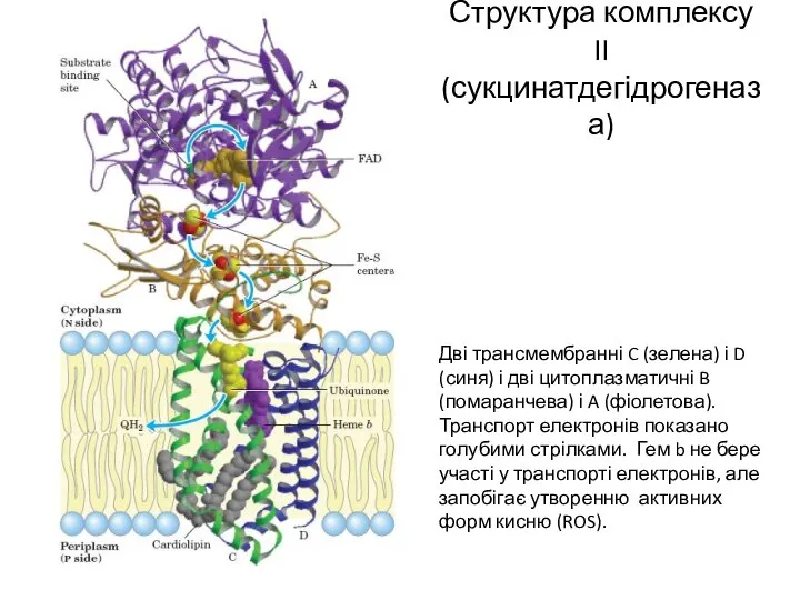 Структура комплексу II (сукцинатдегідрогеназа) Дві трансмембранні C (зелена) і D (синя)