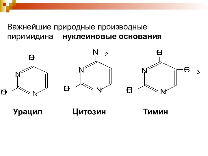Урацил Цитозин Тимин Важнейшие природные производные пиримидина – нуклеиновые основания