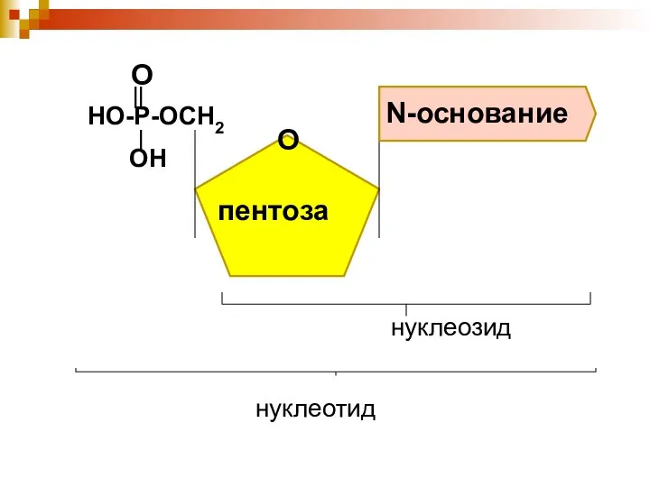 О N-основание НО-Р-ОСН2 ОН О пентоза нуклеотид нуклеозид