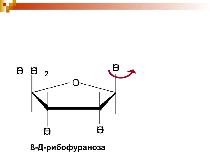 ß-Д-рибофураноза