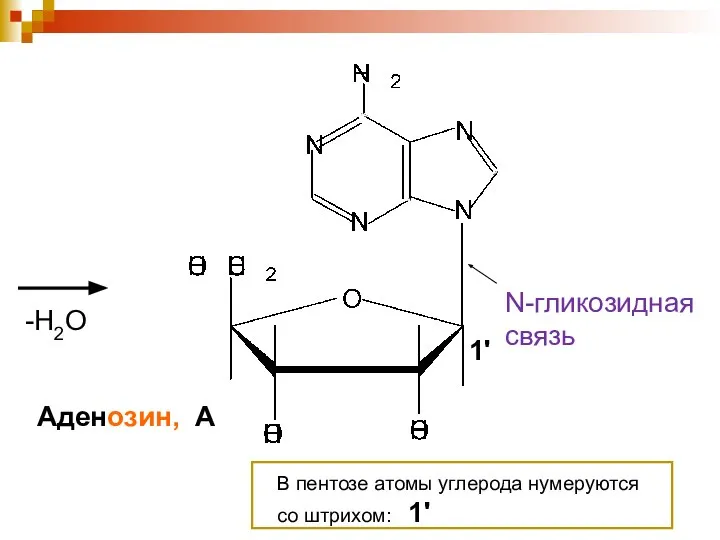 Аденозин, А N-гликозидная связь В пентозе атомы углерода нумеруются со штрихом: 1' -Н2О 1'