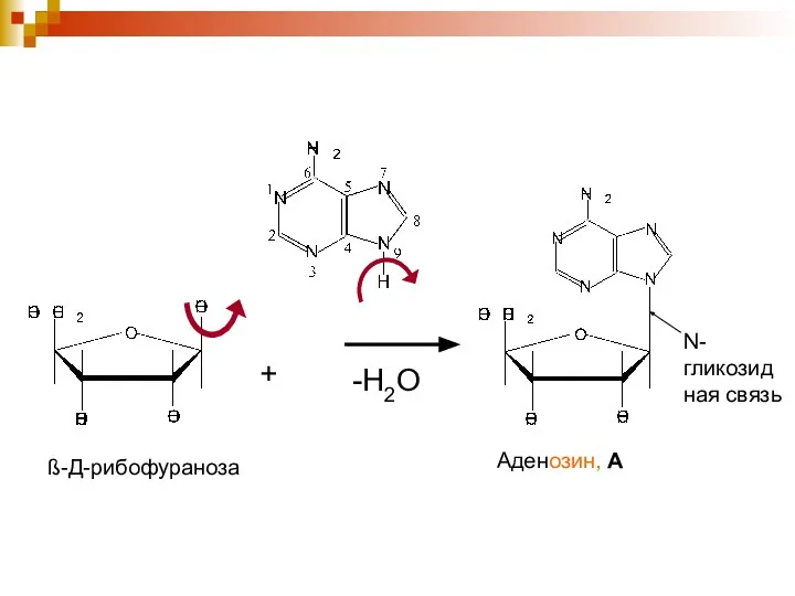Аденозин, А N-гликозид ная связь ß-Д-рибофураноза + -Н2О
