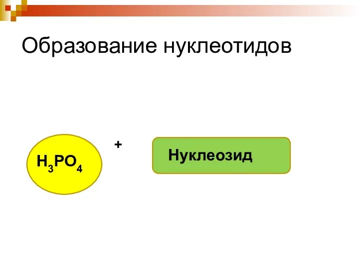 Образование нуклеотидов Н3РО4 Нуклеозид +