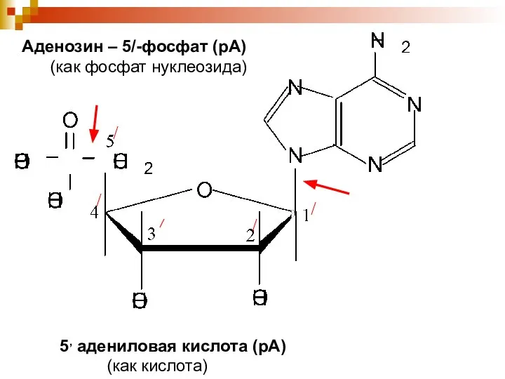 Аденозин – 5/-фосфат (рА) (как фосфат нуклеозида) 5, адениловая кислота (рА) (как кислота)