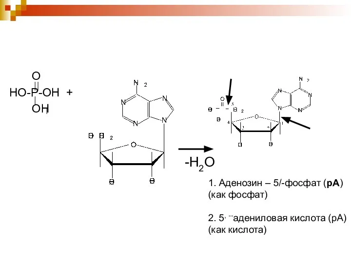 О НО-Р-ОН + ОН 1. Аденозин – 5/-фосфат (рА) (как фосфат)
