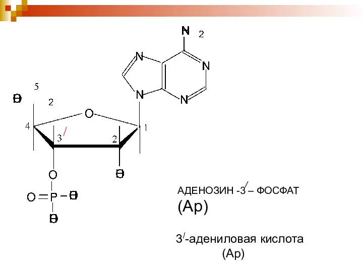 АДЕНОЗИН -3 – ФОСФАТ (Ар) 3/-адениловая кислота (Ар)