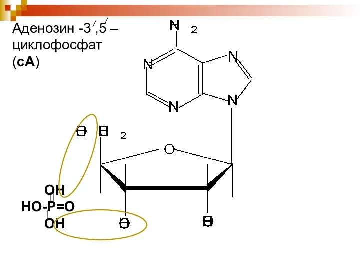 ОН НО-Р=О ОН Аденозин -3 ,5 –циклофосфат (сА)