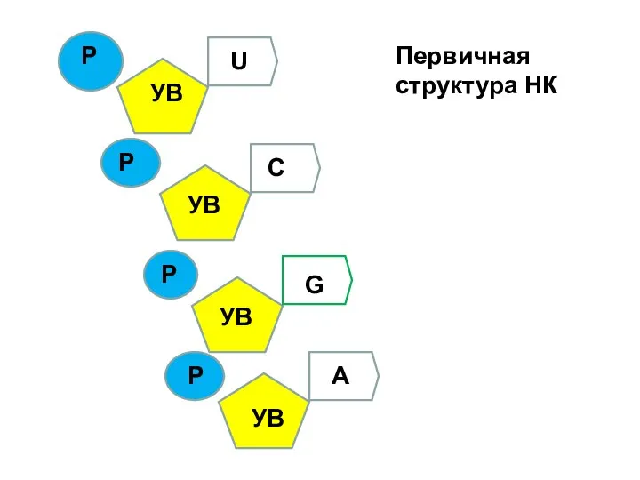 Р Р Р Р УВ УВ УВ УВ U C G A Первичная структура НК