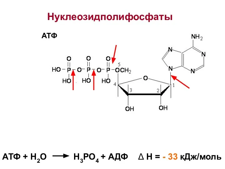 Нуклеозидполифосфаты АТФ АТФ + Н2О Н3РО4 + АДФ Δ Н = - 33 кДж/моль