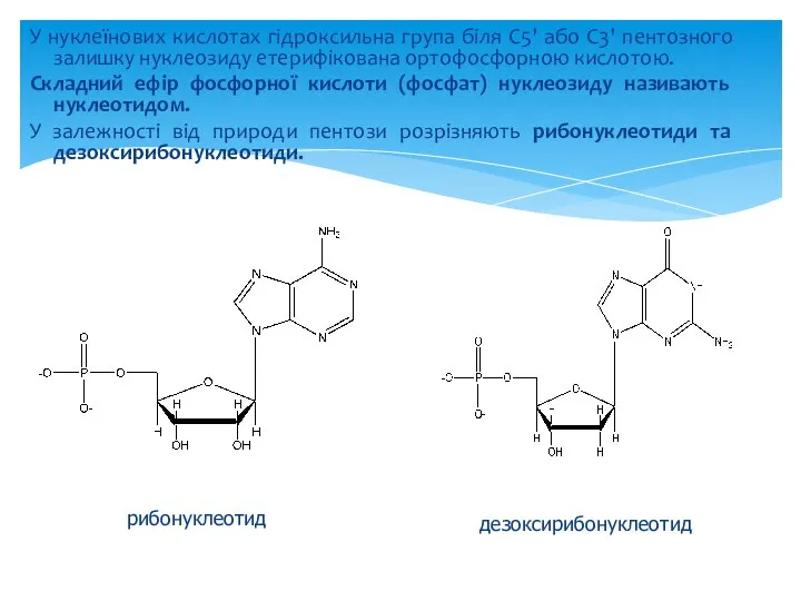 У нуклеїнових кислотах гідроксильна група біля С5' або С3' пентозного залишку