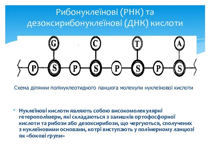 Рибонуклеїнові (РНК) та дезоксирибонуклеїнові (ДНК) кислоти Нуклеїнові кислоти являють собою високомолекулярні