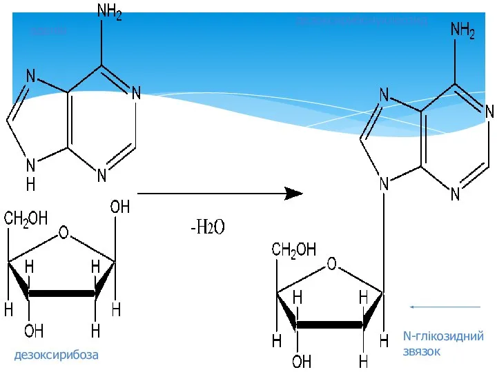аденін дезоксирибоза дезоксирибонуклеозид N-глікозидний звязок