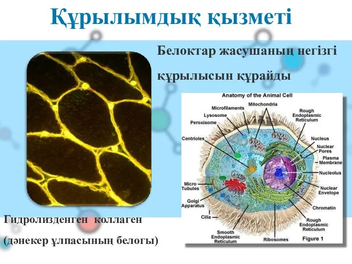 Құрылымдық қызметі Белоктар жасушаның негізгі құрылысын құрайды Гидролизденген коллаген (дәнекер ұлпасының белогы)