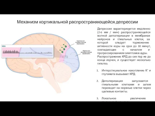 Механизм кортикальной распространяющейся депрессии Депрессия характеризуется медленно (2-6 мм / мин)