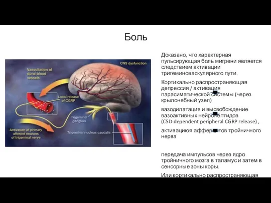 Боль Доказано, что характерная пульсирующая боль мигрени является следствием активации тригеминоваскулярного