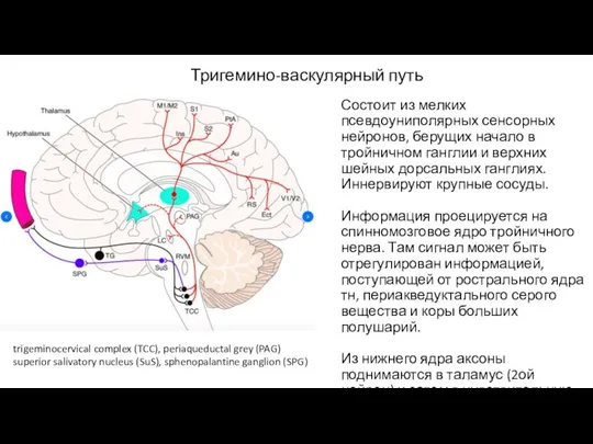 Тригемино-васкулярный путь Состоит из мелких псевдоуниполярных сенсорных нейронов, берущих начало в