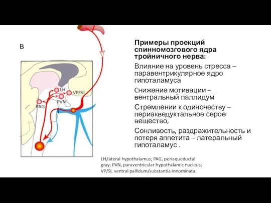 Примеры проекций спинномозгового ядра тройничного нерва: Влияние на уровень стресса –