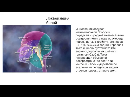 Иннервация сосудов менингеальной оболочки передней и средней мозговой ямки осуществляется в