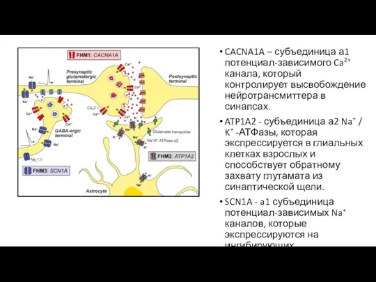 CACNA1A – субъединица а1 потенциал-зависимого Ca2+ канала, который контролирует высвобождение нейротрансмиттера