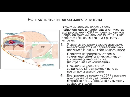 Роль кальцитонин ген-связанного пептида В тригеминальном нерве из всех нейропептидов в