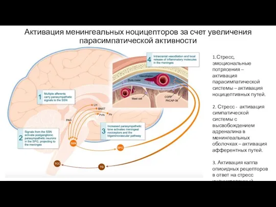 Активация менингеальных ноцицепторов за счет увеличения парасимпатической активности 1.Стресс, эмоциональные потрясения