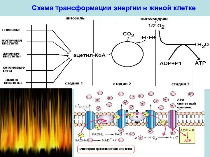 Схема трансформации энергии в живой клетке