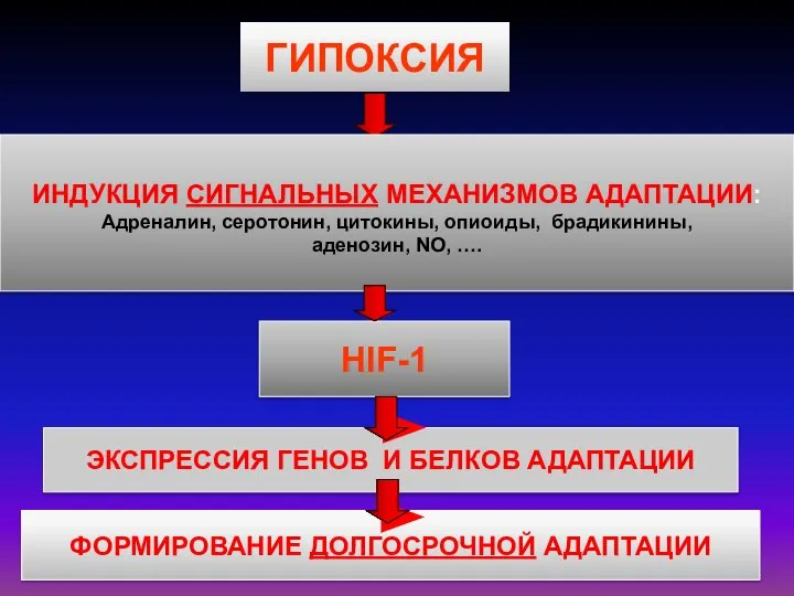 ГИПОКСИЯ ФОРМИРОВАНИЕ ДОЛГОСРОЧНОЙ АДАПТАЦИИ ЭКСПРЕССИЯ ГЕНОВ И БЕЛКОВ АДАПТАЦИИ HIF-1 ИНДУКЦИЯ