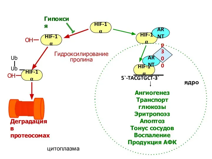 HIF-1α HIF-1α HIF-1α HIF-1α HIF-1α ARNT p300 5`-TACGTGCT-3` Гидроксилирование пролина ARNT