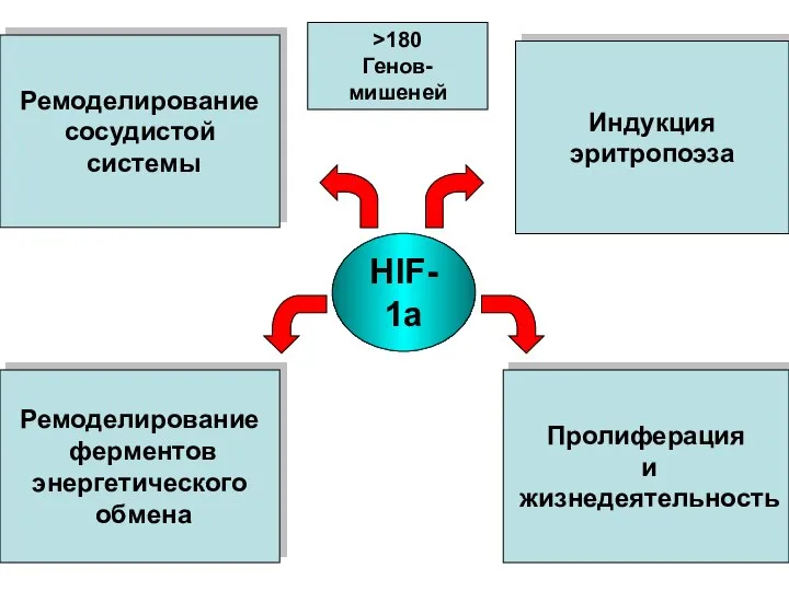 Ремоделирование сосудистой системы Ремоделирование ферментов энергетического обмена Пролиферация и жизнедеятельность Индукция эритропоэза HIF-1a >180 Генов-мишеней