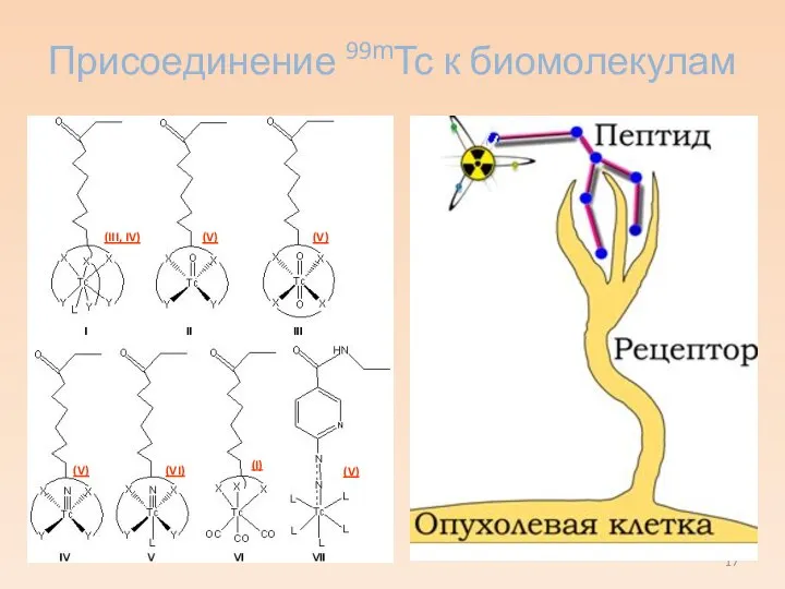 Присоединение 99mTc к биомолекулам (III, IV) (V) (V) (V) (VI) (I) (V)