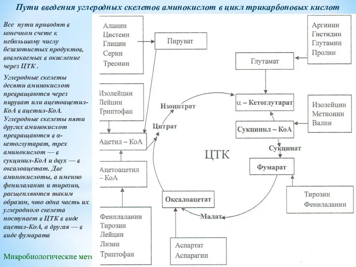 Микробиологические методы очистки воды Пути введения углеродных скелетов аминокислот в цикл