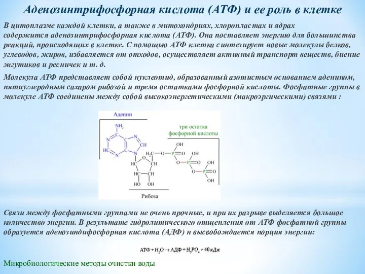 Микробиологические методы очистки воды Аденозинтрифосфорная кислота (АТФ) и ее роль в