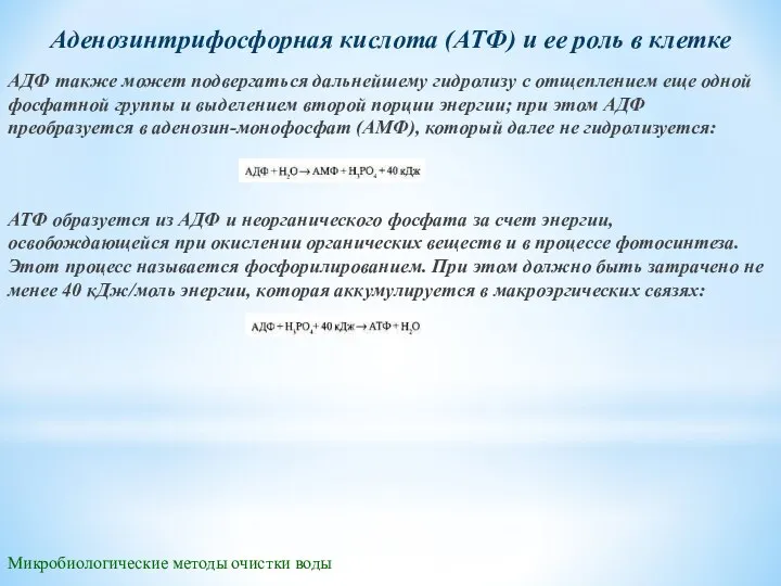 Микробиологические методы очистки воды Аденозинтрифосфорная кислота (АТФ) и ее роль в