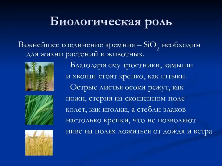 Биологическая роль Важнейшее соединение кремния – SiO2 необходим для жизни растений