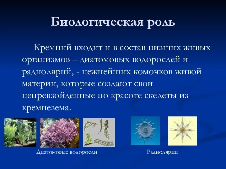 Биологическая роль Кремний входит и в состав низших живых организмов –