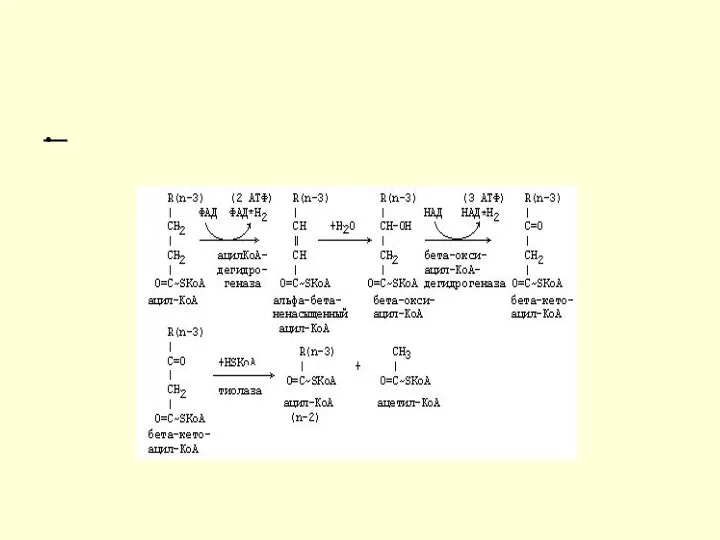 β-окисление Если жирная кислота попадает в митохондрию, то она обязательно подвергнется катаболизму до ацетил-КоА.