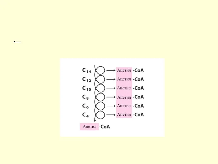 Цикличность процесса Укороченный на 2 углеродных атома ацил-КоА снова подвергается окислению