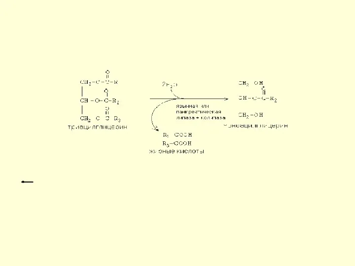 Действие липазы Образовавшиеся жирные кислоты и моноацилглицерины могут всасываться в кишечную стенку.