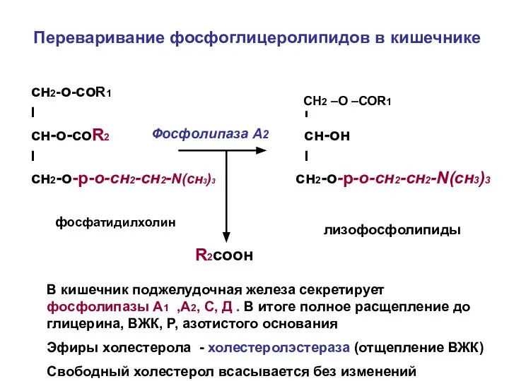 Переваривание фосфоглицеролипидов в кишечнике сн2-о-соR1 I I сн-о-соR2 сн-он I I