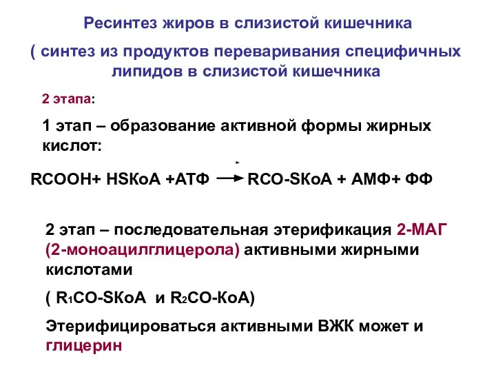 Ресинтез жиров в слизистой кишечника ( синтез из продуктов переваривания специфичных